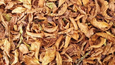 Autumn Leavesの写真素材