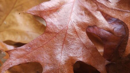 Autumn Leavesの写真素材