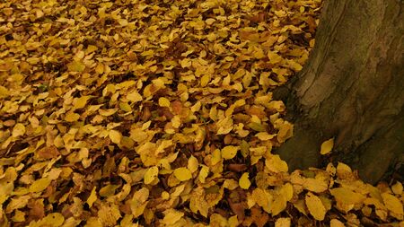 Million Autumn Leavesの写真素材