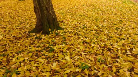 million Autum Leavesの写真素材