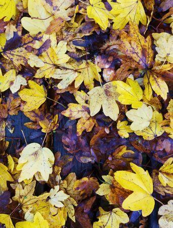 Autumn Leavesの写真素材