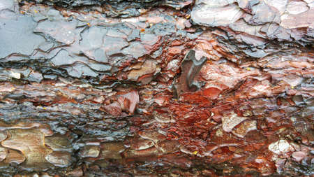 Rotten Logの写真素材