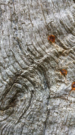 Silver oakの写真素材