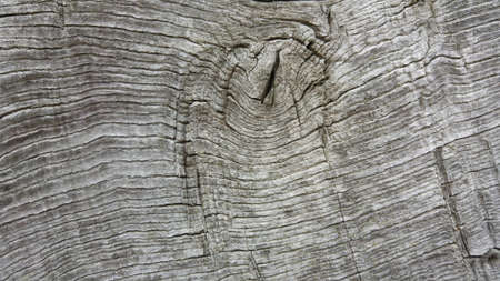 Silver oakの写真素材