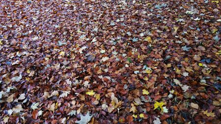 Autumn Leavesの写真素材