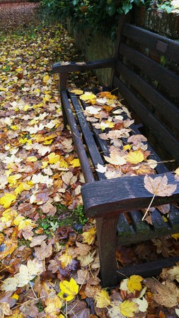 Autumn leavesの写真素材