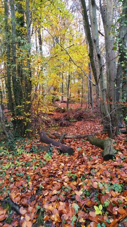 Autumn leavesの写真素材