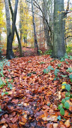 Autumn leavesの写真素材