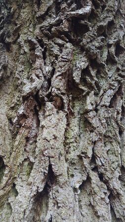 Old oak treeの写真素材