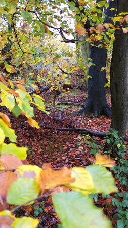 Autumn Leavesの写真素材