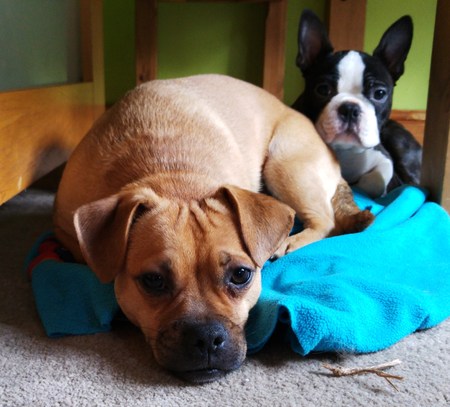 Boston Terrier and Jack Russell-Pug Cross Puppiesの写真素材