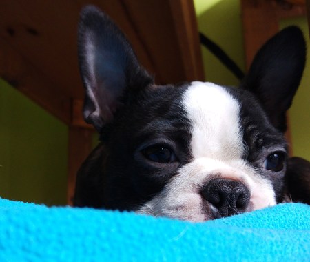 Boston Terrier puppy faceの写真素材