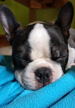 Boston Terrier puppy face asleepの写真素材