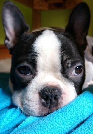 Boston Terrier puppy faceの写真素材