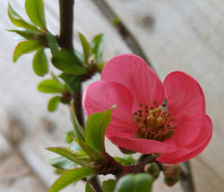 Close up of Quince flowerの写真素材