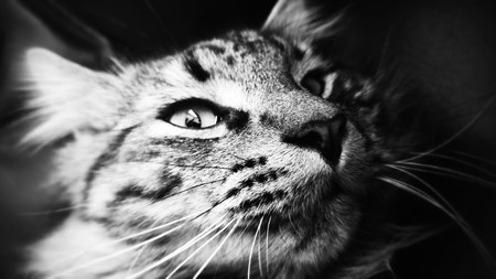 Close up of cat stalking its preyの写真素材