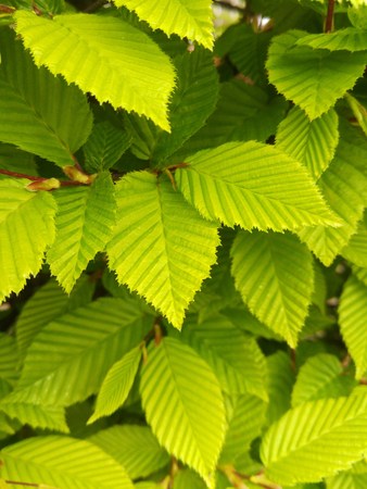 Healthy green leaves making natural patternの写真素材