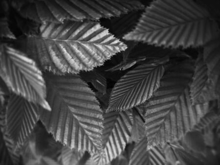 Leaf pattern of spring growth - monochromeの写真素材
