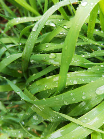 Fresh lush wet grassの写真素材