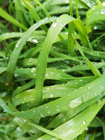 Fresh lush wet grassの写真素材