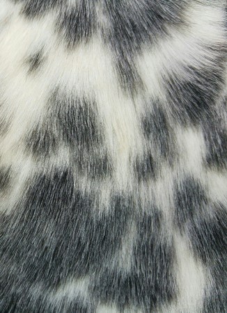 Close up of dog's coatの写真素材
