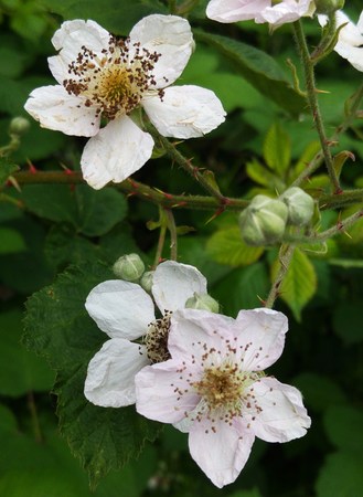 Wild Blackberry Flowersの写真素材
