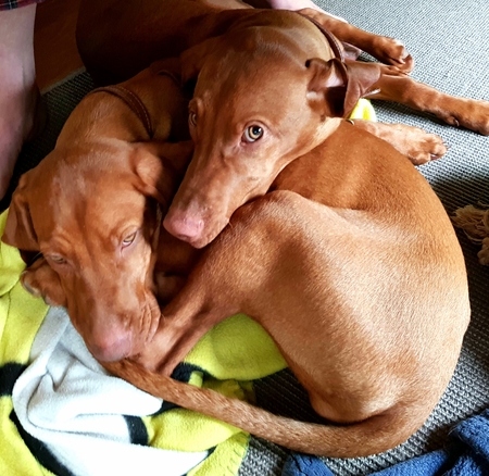 Two sleepy hungarian vizsla pupsの写真素材