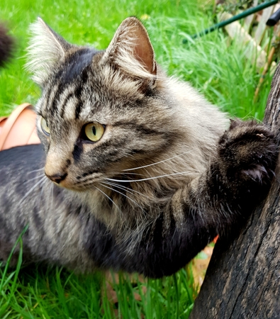 Sid the Catの写真素材
