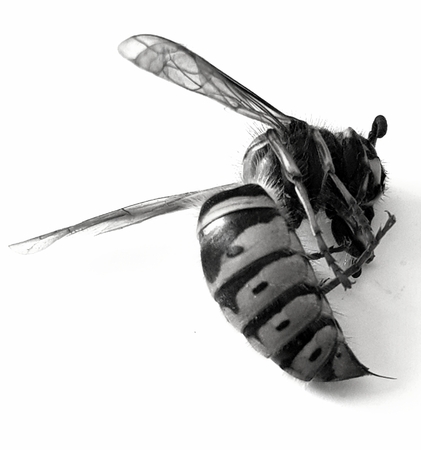 Monochrome Wasp with Stingerの写真素材