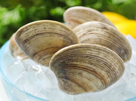 Fresh whole clams on ice.