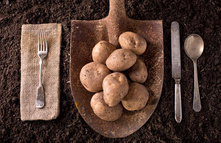 Potatoes organic farm to table healthy eating concept on soil background.の写真素材