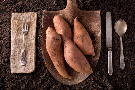 Sweet potato yams organic farm to table healthy eating concept on soil background.