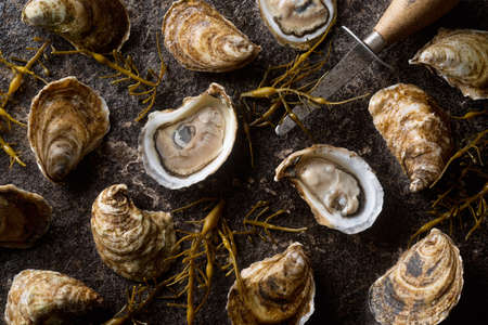 Delicious raw fresh oysters on a wet stone with seaweed.の写真素材