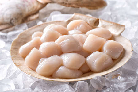Fresh raw scallops in shell on a bed of ice.
