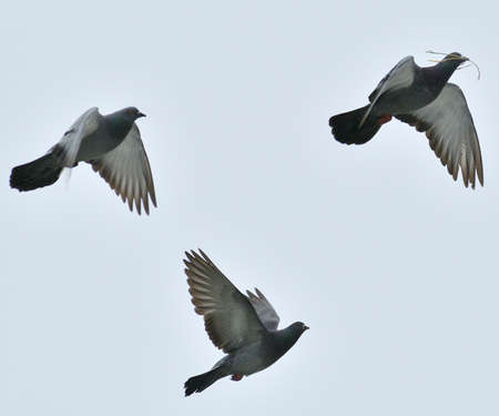 pigeons flyingの写真素材
