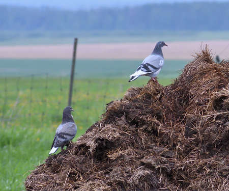 pigeons in barnyardの写真素材