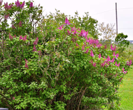 lilac bushの写真素材