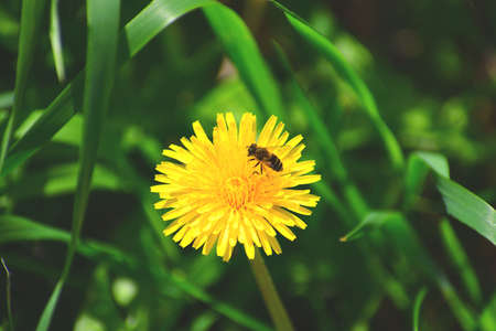 bee on dandelionの写真素材