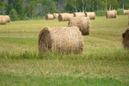 Hay bales out in the field after being baled in Northern Ontario, Canadaの写真素材