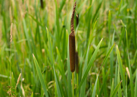 cattails in a ditch along country roadの写真素材