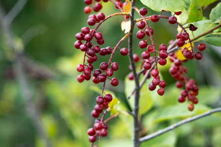 Ripe chokecherries hang in bunches on a branchの写真素材