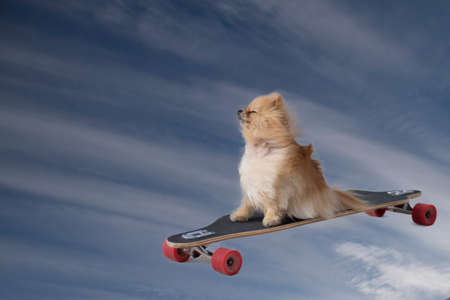 dog in skate flying through the skyの写真素材