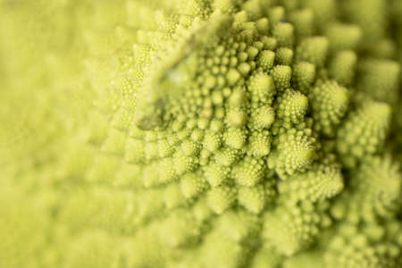 Romanesco Brecol in preparation to be cooked, served and eatenの写真素材