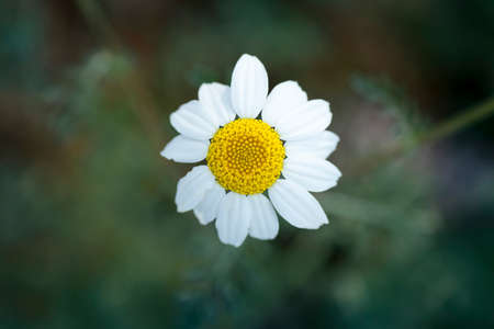 close-up of a wild daisy flower, in the field in its natural stateの写真素材