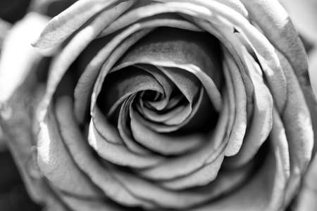 beautiful open and natural rose flower in black and whiteの写真素材