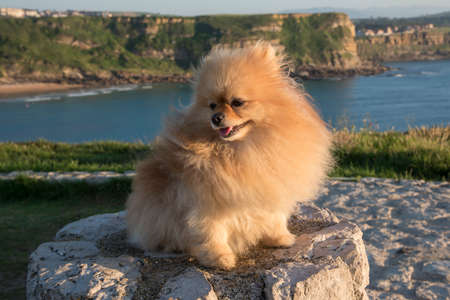 Cinnamon colored dog and pomeranian breed on a rock in broad daylight in La Roca Blanca, Suances, Cantabria, Spain. Beautiful and adorable dog.の写真素材
