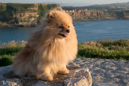 Cinnamon colored dog and pomeranian breed on a rock in broad daylight in La Roca Blanca, Suances, Cantabria, Spain. Beautiful and adorable dog.の写真素材