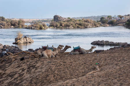 Camello on the banks of the Nile River as it passes through the Nubian People in Aswan, Egypt, Afriaca. Huge and trained animals.の写真素材