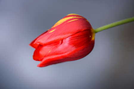 Close-up of red tulip in full bloom, with its bright color and turban shape, very beautifulの写真素材