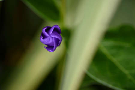 Green plant and purple vinca flower. Precious and resistant evergreen shrub.の写真素材